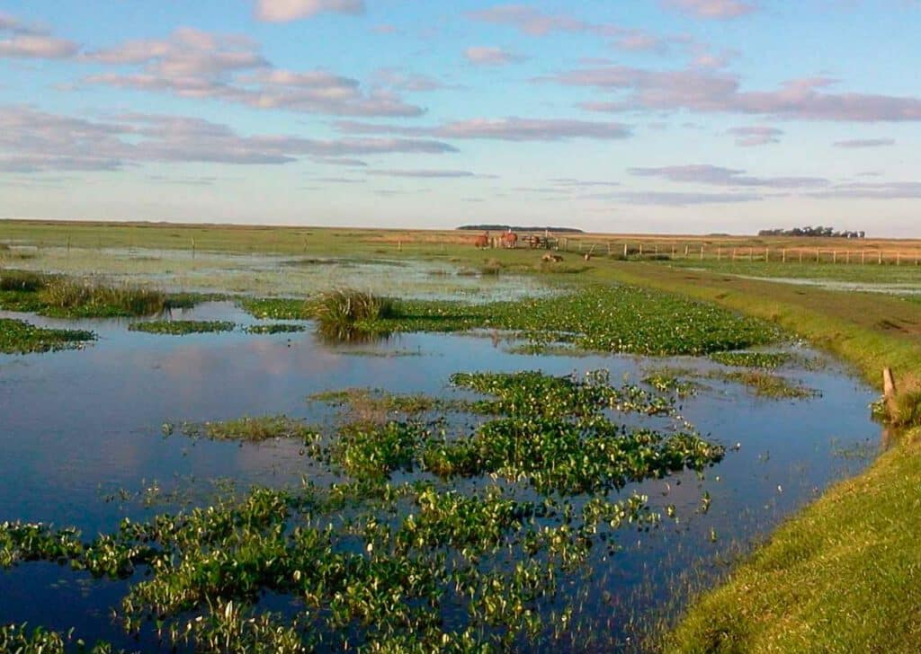 Esteros del Ibera, Parque Nacional Iberá - Corrientes - Argentina