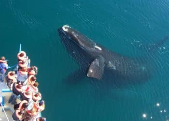 Avistaje embarcado de ballenas en puerto madryn - ph Angel Velez