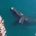 Avistaje embarcado de ballenas en puerto madryn - ph Angel Velez