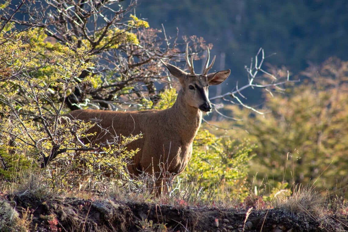 Huemul - Parque Nacional Patagonia