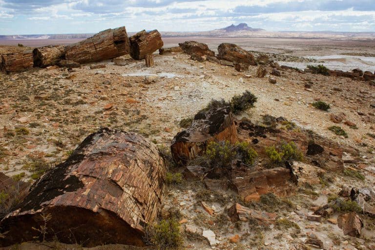 Santa Cruz Del Bosque Monumento Natural Bosques Petrificados - Santa Cruz - Tripin Argentina
