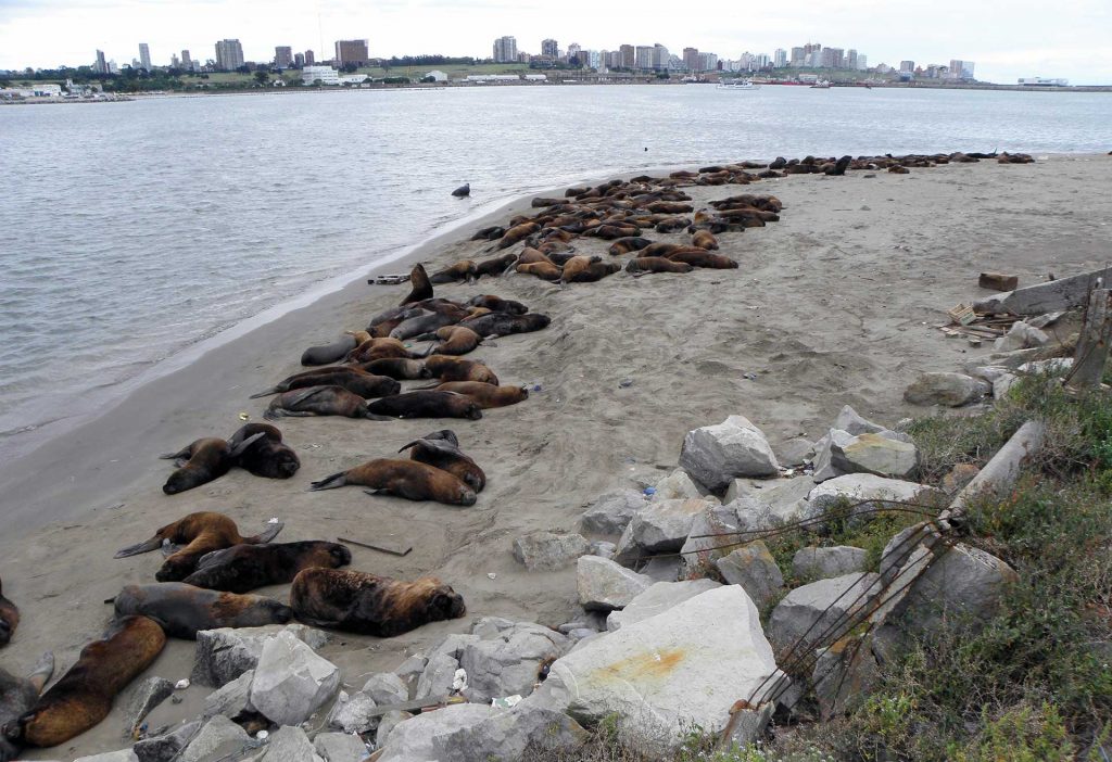 Reserva de lobos marinos del puerto de Mar del Plata
