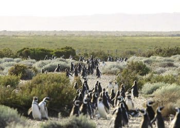 Pingüinos en el Cabo Vírgenes, Santa Cruz