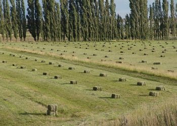 Fardos de Alfalfa, Valle Inferior del Río Chubut