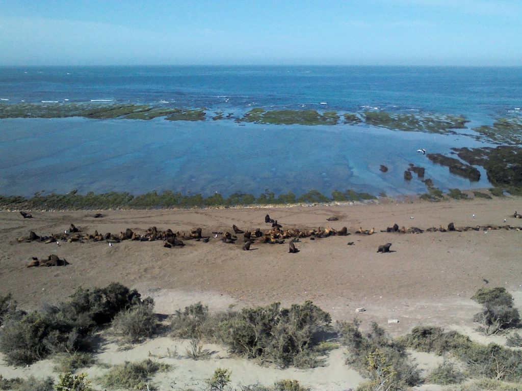 Lobos Marinos en Punta norte, Chubut
