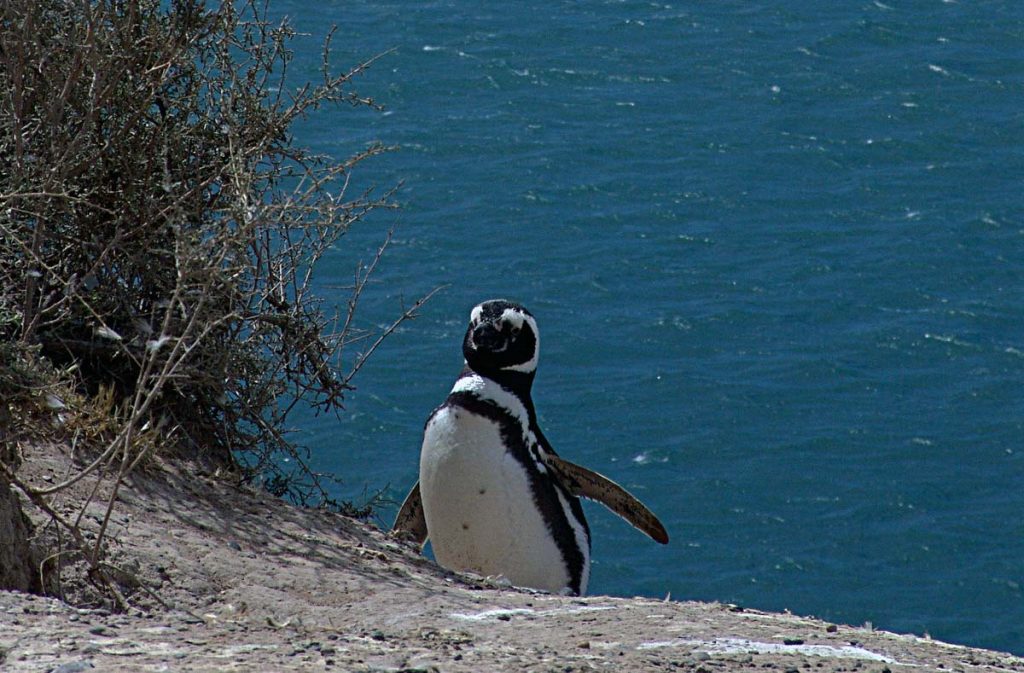 Pingüino en Península Valdés, Chubut - Vicky Fernández