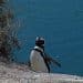 Pingüino en Península Valdés, Chubut - Vicky Fernández