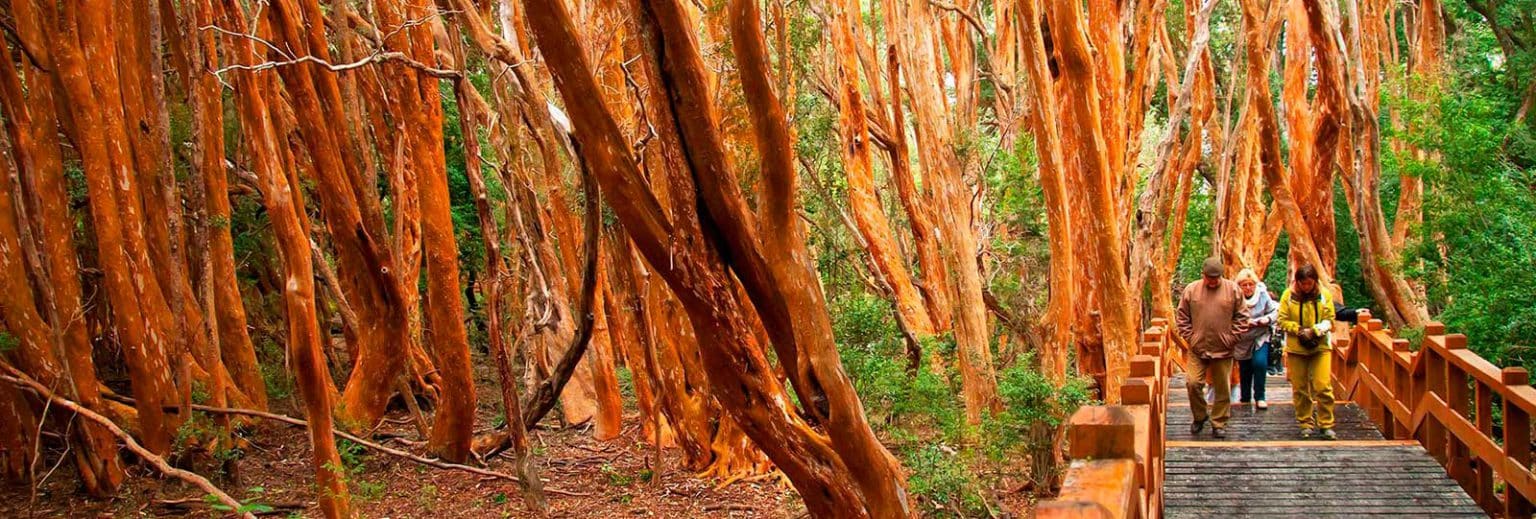 Bosque de Arrayanes, un lugar mágico del Nahuel Huapi Tripin