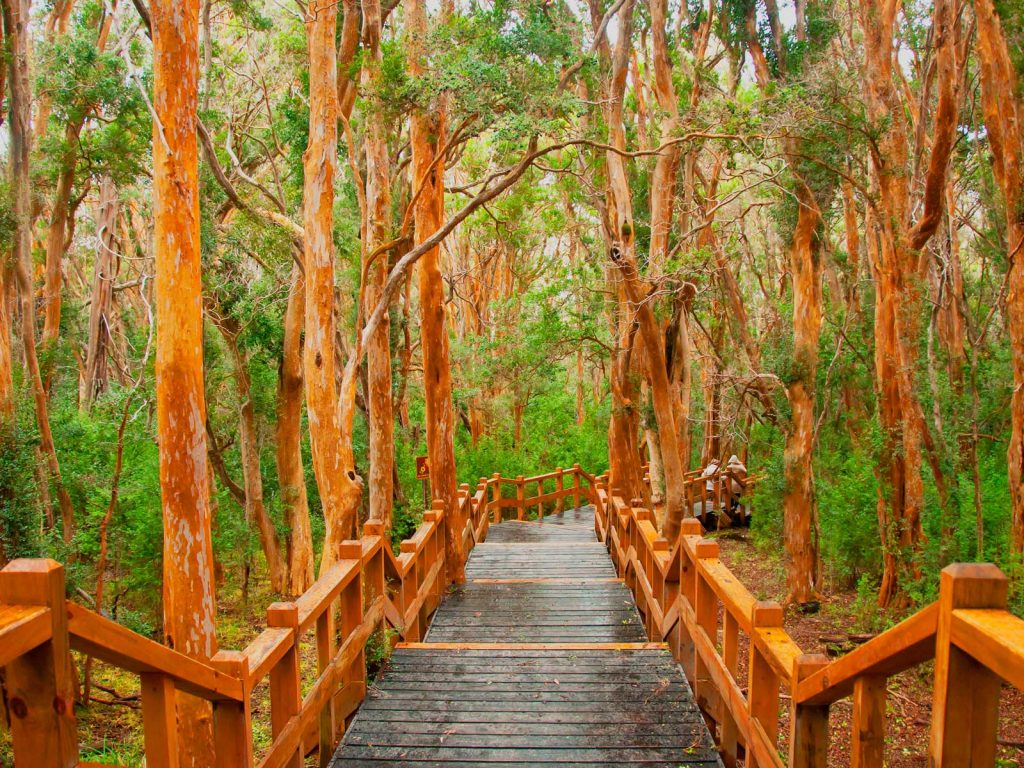 Bosque de Arrayanes, Villa La Angostura