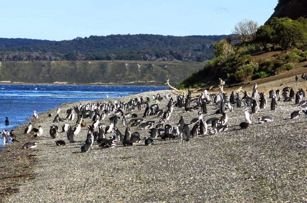 Pinguinera, Isla Martillo
