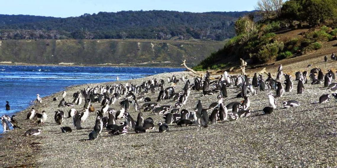 Pinguinera, Isla Martillo