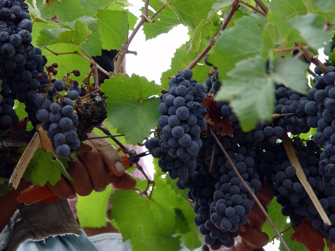 Ruta del Vino en Mendoza