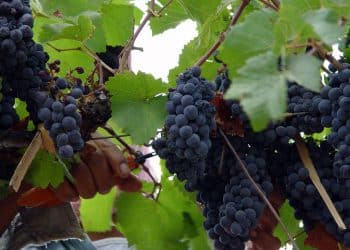 Ruta del Vino en Mendoza