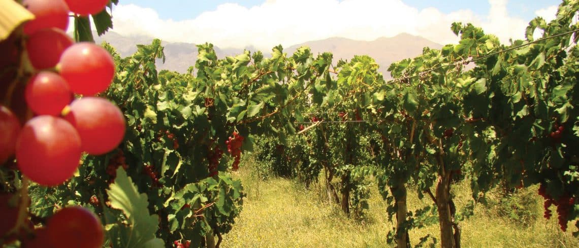 Ruta del Vino en Catamarca - foto: argentina.travel