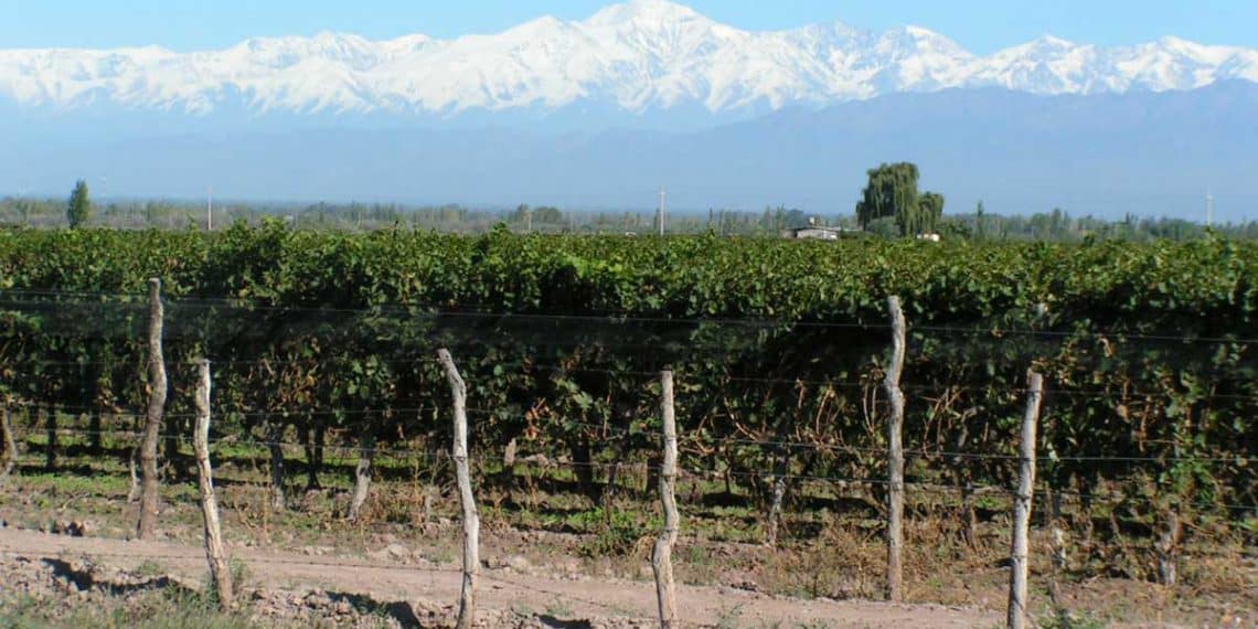 Ruta del vino en Mendoza