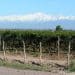 Ruta del vino en Mendoza