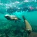 buceo con lobos marinos, Puerto Madryn