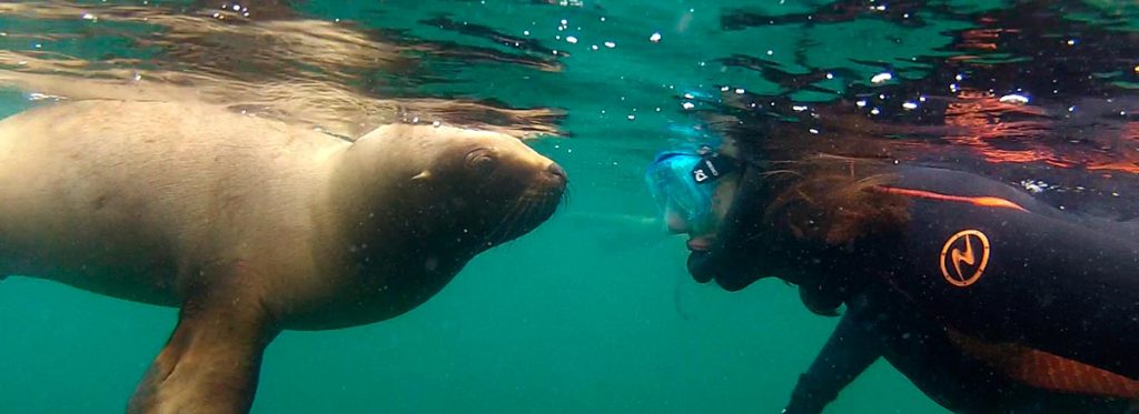 Snorkeling con lobos marinos, Puerto Madryn