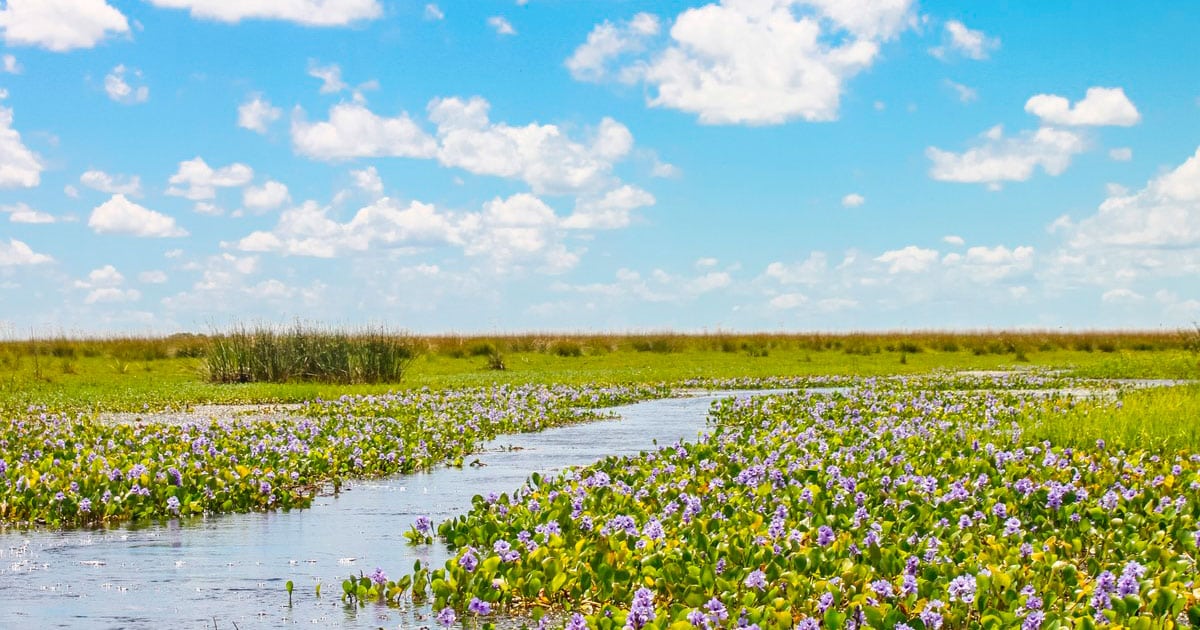 Flora de los Esteros del Iberá, Corrientes - Tripin Argentina