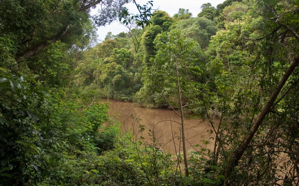 Reserva de la biosfera Yabotí, Misiones